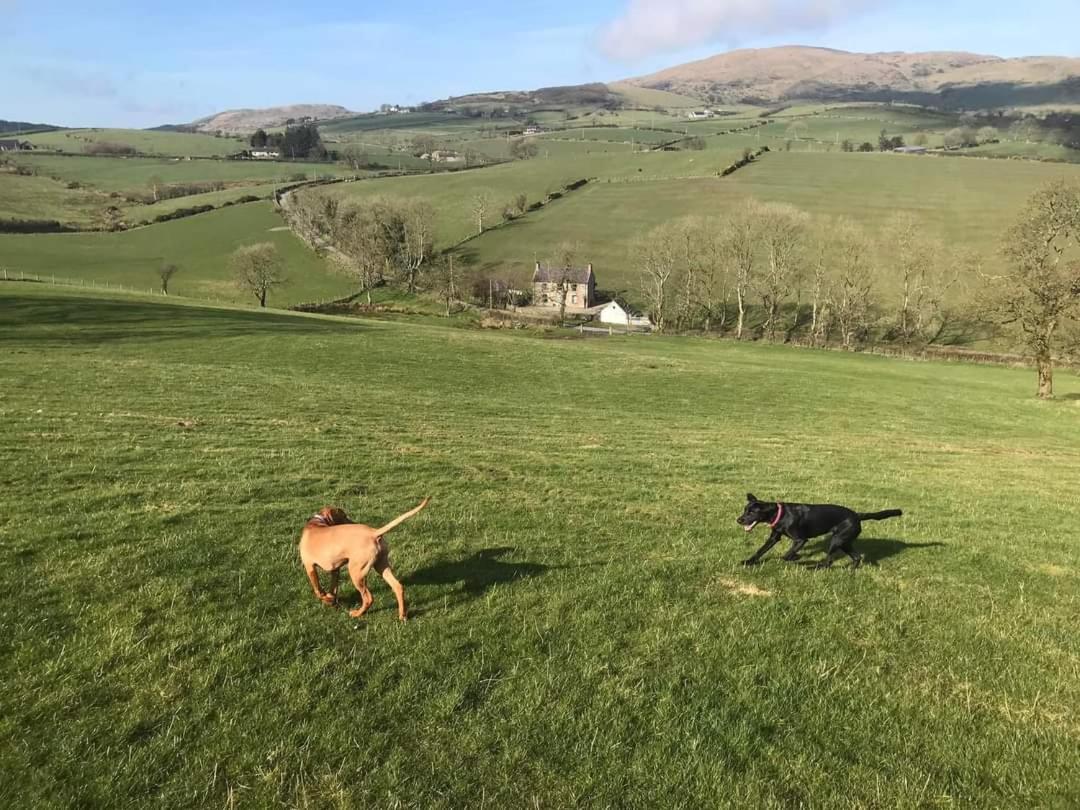 Whitehill Cottage Castlewellan Εξωτερικό φωτογραφία